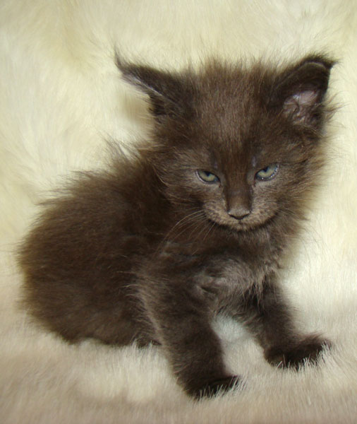 ���� ��� ������� ��������� Catsvill County!  ���� ����! ������ ������ ���� ���! ���� ��� ������ ������ � ����� ����!!! �������� ���� ����� Catsvill County +7-926-544-74-09  ���� ��� �������� ������. ���� ��� ������, ���� ��� �������, ���� ��� ������,  ���� ��� ����, ���� ��� ��������, ���� ����,  ������ ������ ���� ���,  ������ ����-����, ����� ������� ������ �����, ����� ����� ������!